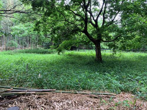 メインの繁殖地