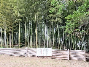 千里の竹林
