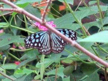 温室に年中飛んでいる蝶々