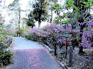 宮山つつじ園