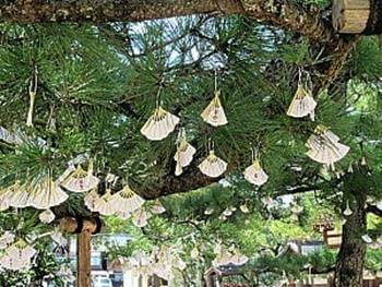 木にくくらずに持ち帰りました