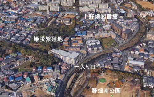 姫蛍繁殖地