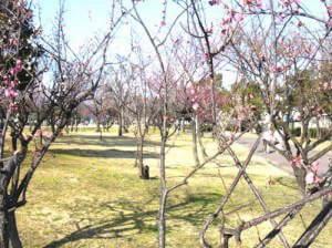 梅林などがあるゾーン