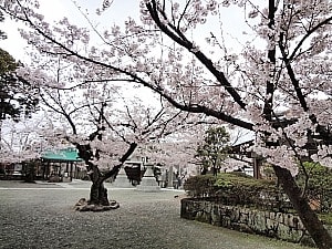 境内の見事な桜