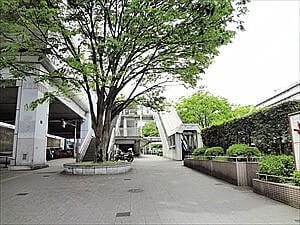 柴原阪大前駅の大きなけやき