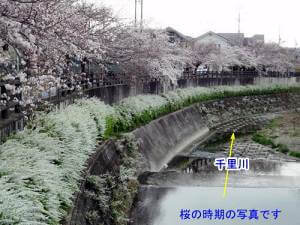 桜の町付近
