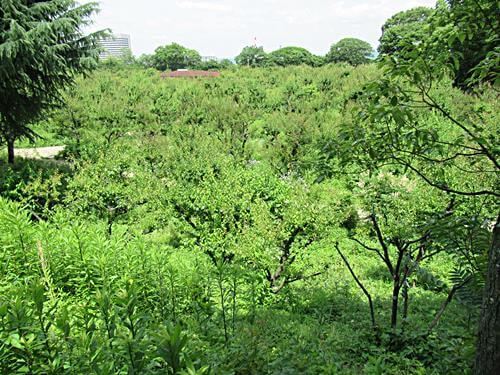 花のない時期の梅林