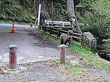箕面公園の猿