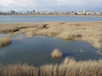 葦原が広がる景色